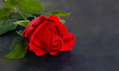 Crimson rose bud laid on black surface with copy space