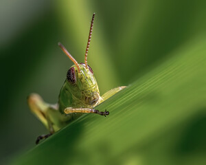 Grasshopper eating a leaf on a sunny day with blurred background