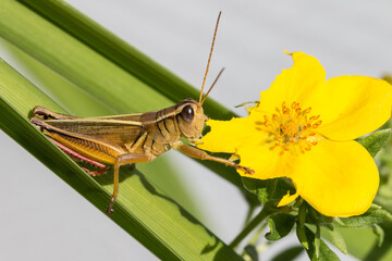 Grasshopper eating a yellow flower on a sunny day with neutral background