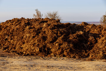 A pile of manure in the field. Organic fertilizer. Agriculture.