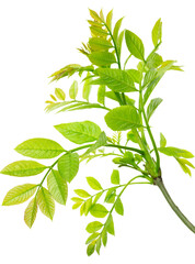 Green leaf isolated on white background. botanical design element. Spring Green. A beautiful leaf for decoration. Greenery. Nature.