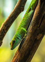 Green Gecko Sitting on Branch with Bokeh Background