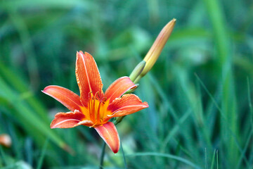 Obraz premium orange lily in the garden
