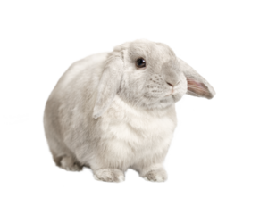 Gray fold rabbit isolate, sitting