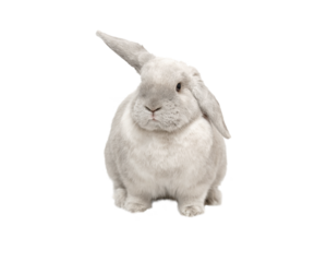 Gray fold rabbit isolate, sitting