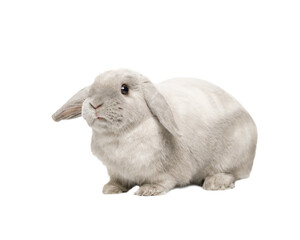 Gray fold rabbit isolate, sitting