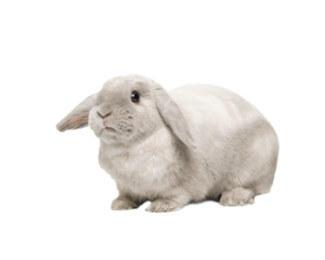 Gray fold rabbit isolate, sitting
