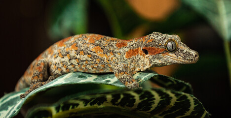 Gargoyle Gecko perched on Leaf in the Wild Side-Profile
