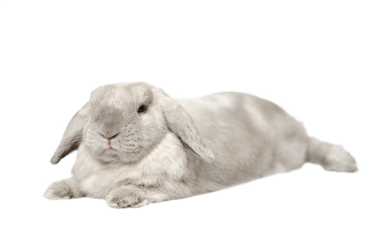 Gray fold rabbit isolate, lying down