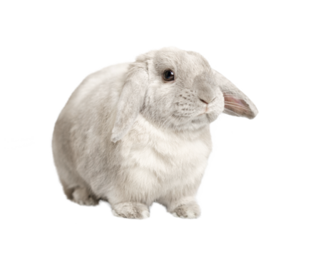 Gray fold rabbit isolate, sitting