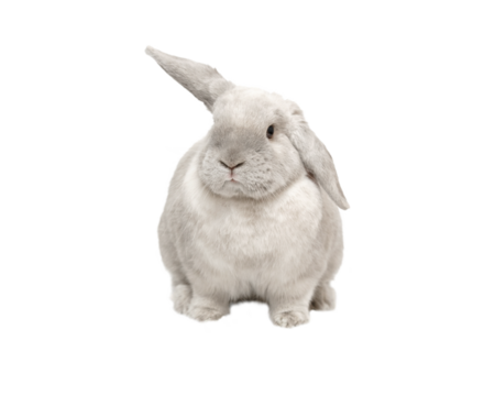 Gray fold rabbit isolate, sitting