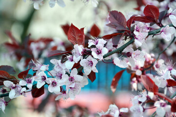 tree blossom