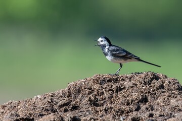 Pied wagtail /Motacilla alba