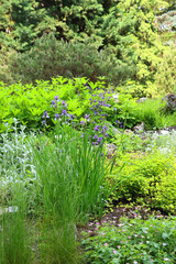 Fototapeta premium Colorful flowers in the botanical garden. Selective focus.