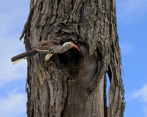 Southern Yellow-Billed Hornbill Male at Nest