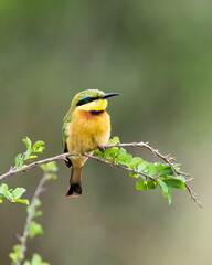 Green and Yellow Little Bee-eater, Mala Mala, South Africa