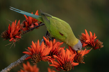 Blossom headed paraket