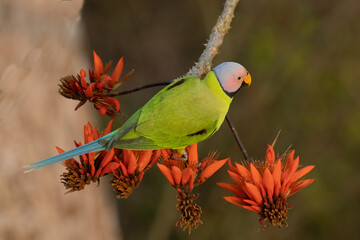 Blossom headed paraket