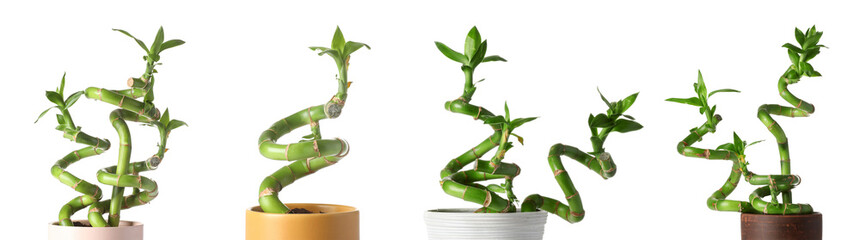 Set of pots with green bamboo branches isolated on white