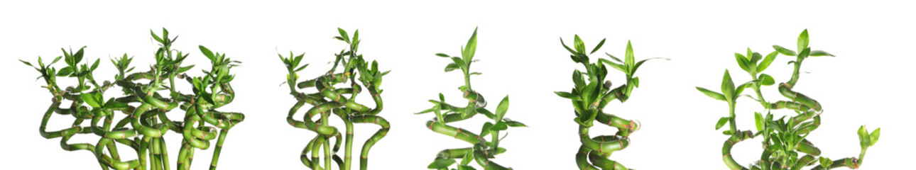 Set of green bamboo branches isolated on white