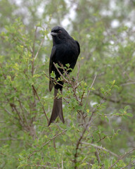 A Fork-tailed Drongo perched in a Bush in South Africa