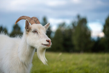 White goat on the meadow