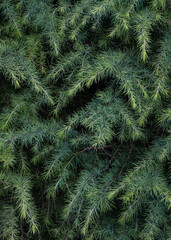 Beautiful texture of coniferous branches