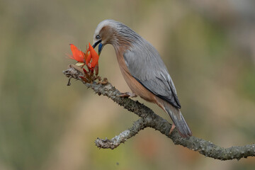 Chest nut tailed starling
