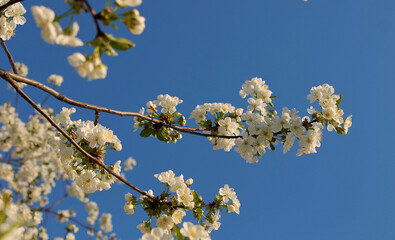 Cherry flowers on a blurred background of blue sky and flowering trees. Wallpaper. Delicate spring background.