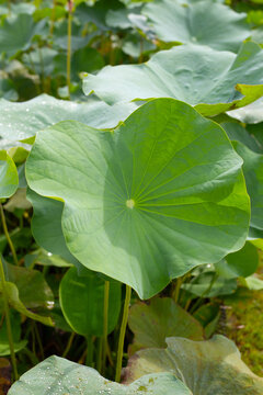 Green leaves of lotus flower