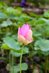 Beautiful blooming pink lotus flower with green leaves