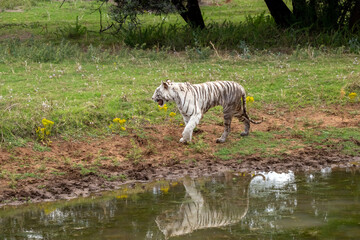 Obraz na płótnie Canvas Rare Wild White Tiger walking along a Pond casting a Reflection