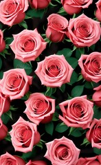 Beautiful pink roses closeup 