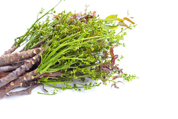Neem leaves with flowers on white background.