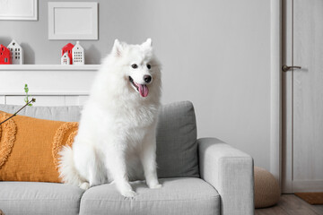 White Samoyed dog sitting on sofa at home