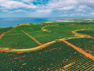 Aerial view of coffee plantation on Kauai Hawaii USA - obrazy, fototapety, plakaty