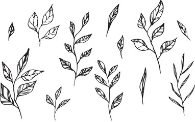 Vector set of hand drawing wild plants, herbs and berries, monochrome artistic botanical illustration, isolated floral elements, hand drawn illustration.