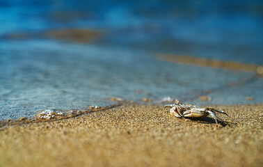 Dead crab near the sea. Ecological catastrophy.