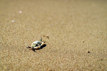 Dead crab near the sea. Ecological catastrophy.