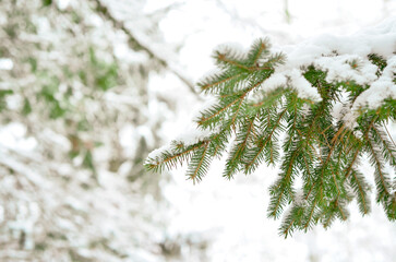 Fir tree branches covered with snow in forest on winter day, closeup