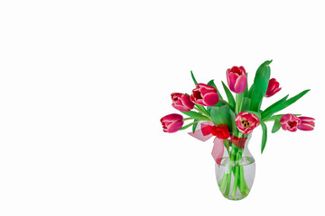 beautiful red tulips isolated  on white background