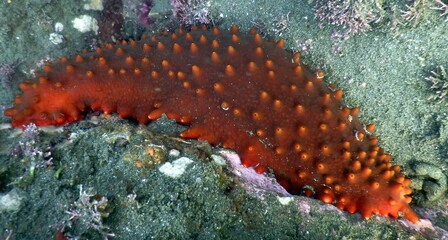 Costa Rica Pacific sea life