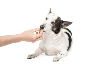 Black-and-white mongrel dog on a white background and eats food from the owner's hand.
