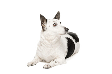 A black-and-white mongrel dog lies on a white background and looks to the side.