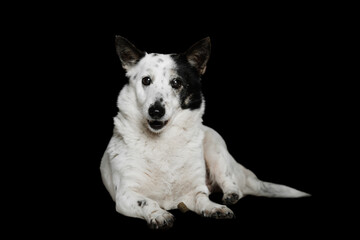 Obraz premium A black-and-white mongrel dog lies on a black background and looks towards the camera.
