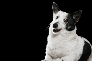 A black-and-white mongrel dog lies on a black background and catches food.