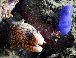 Costa Rica Pacific sea life