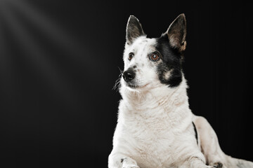 A black-and-white mongrel dog lies on a black background and looks towards the camera.