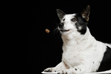 A black-and-white mongrel dog lies on a black background and catches food.
