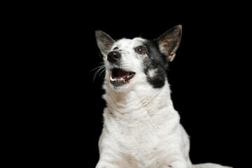 A black-and-white mongrel dog sits on a black background and catches food.